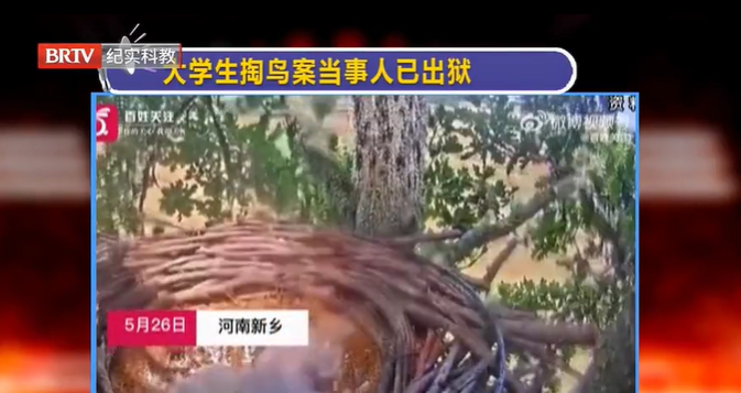 曾被判10年半，“大學(xué)生掏鳥案”當事人已出獄